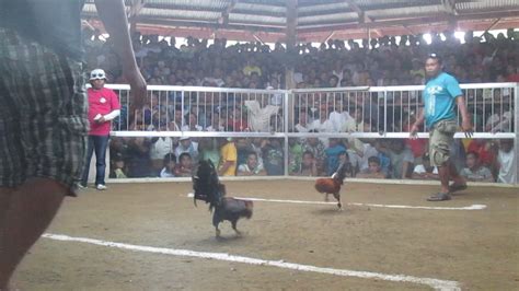 live derby cockfighting